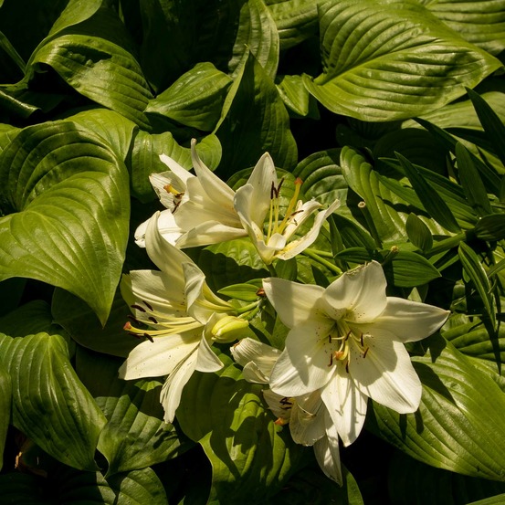 Hosta 'honeybells' godet de 8/9 cm