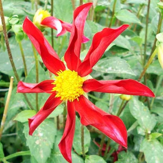 Dahlia honka 'red' bulbe calibre i