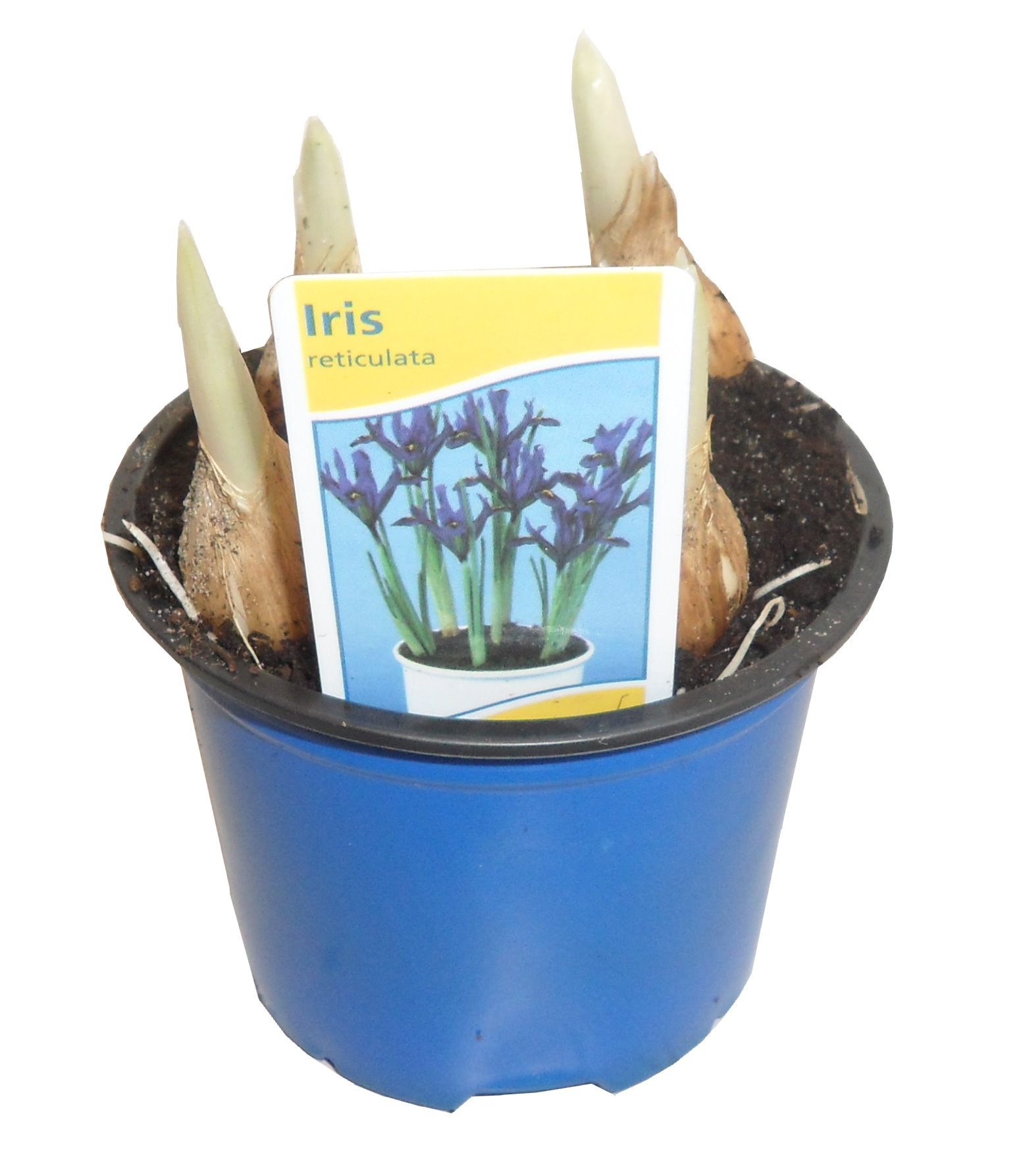 Iris pot 8 cm