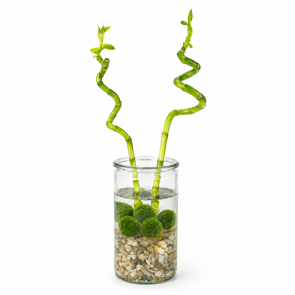 Lot de 2 lucky bamboo - verre, galets, 5 marimo 40 cm - dracaena sanderiana