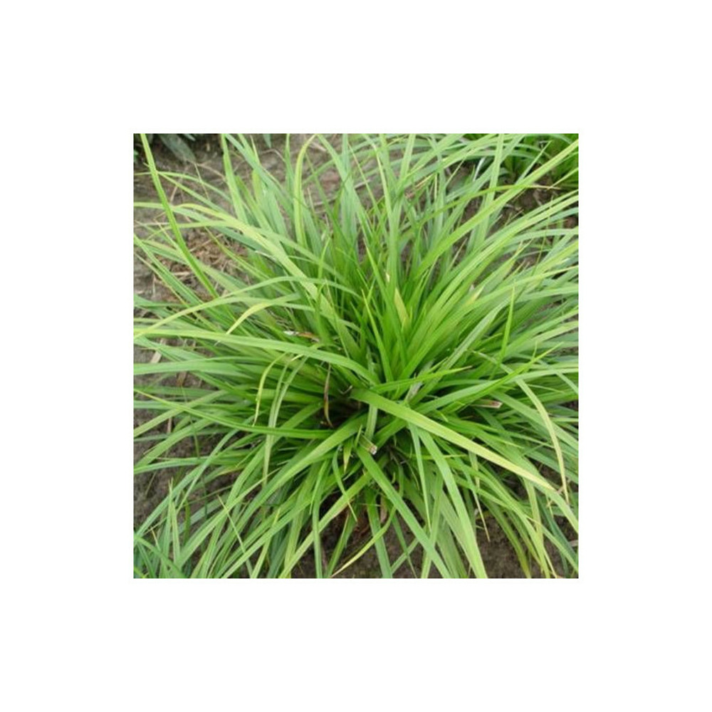 Laîche du japon mosten godet - 5/20 cm