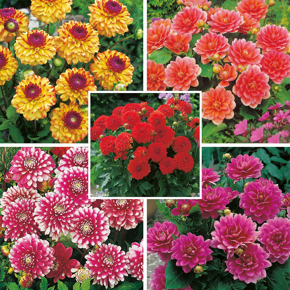 Offre dahlias buissons decoratifs - 10 bulbes