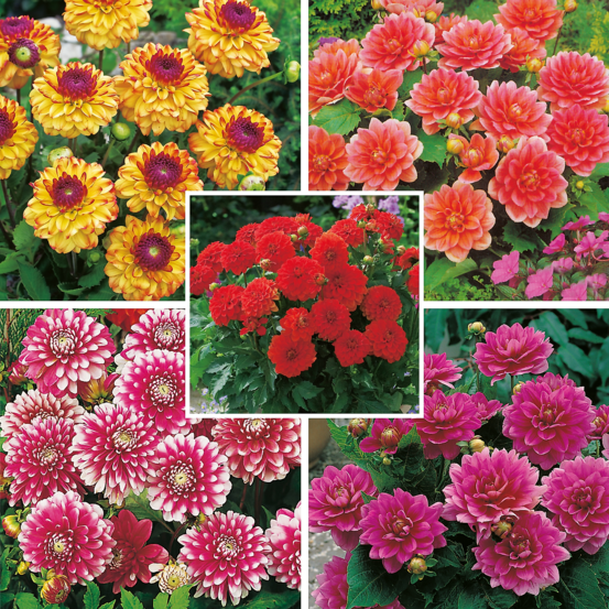 Offre dahlias buissons decoratifs - 10 bulbes