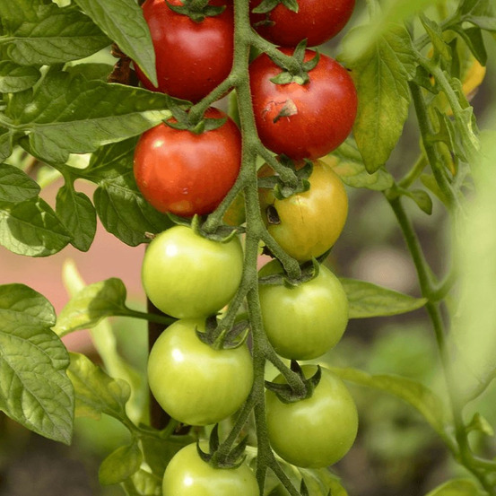 Plant de tomate cookie f1 type cerise lot de 3 godets