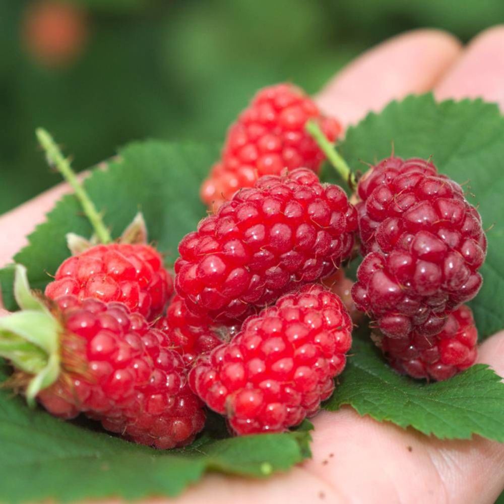 Mûre-framboise bounty berry 'yantay', tayberry pot de 1,5l - tuteur bambou 30/60 cm