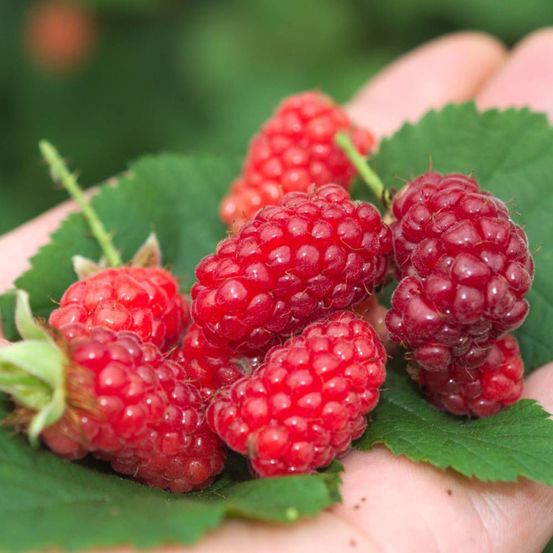 Mûre-framboise bounty berry 'yantay', tayberry pot de 1,5l - tuteur bambou 30/60 cm
