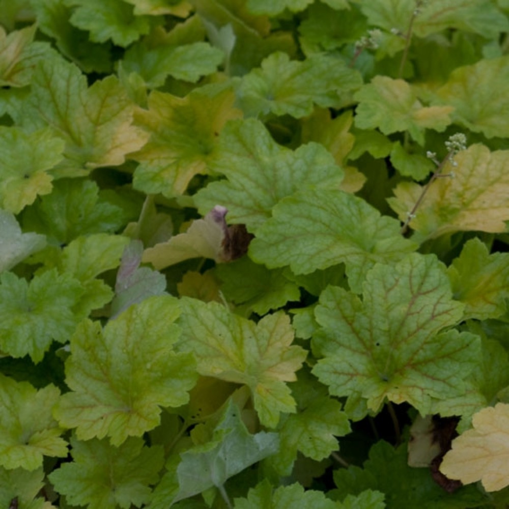 Heuchère 'electric lime'® godet de 8/9 cm