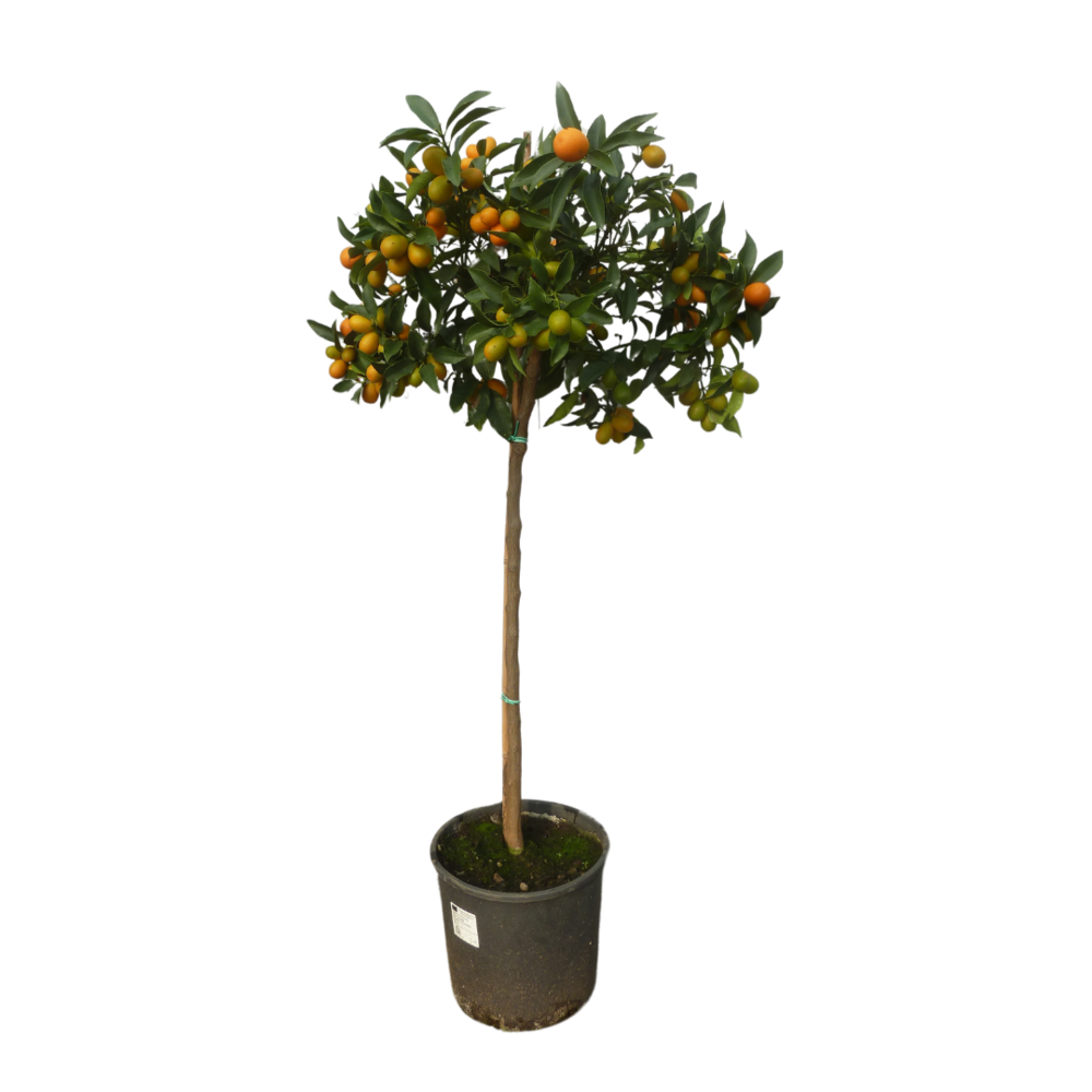Kumquatier long - pot de 9 litres, hauteur 80/100 cm