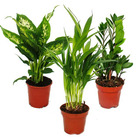 Set de plantes d'intérieur - dieffenbachia - dypsis lutescens - zamioculcas - 3 plantes - facile d'entretien pot 12cm