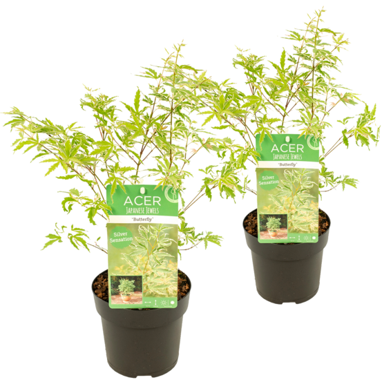 Lot de 2 - acer palmatum 'butterfly' - érable du japon - 40-50 cm de haut - pot 15 cm