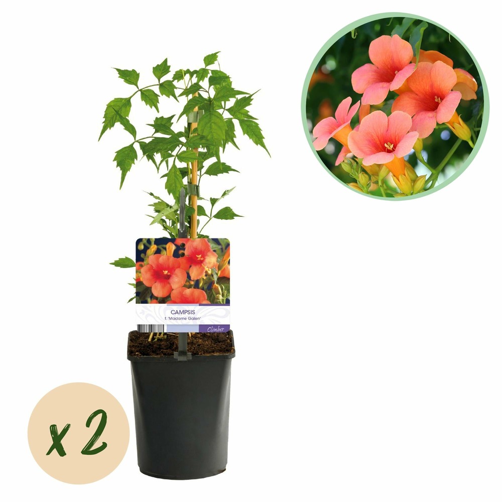 Campsis radicans madame galen – lot de 2 – pot 11 cm