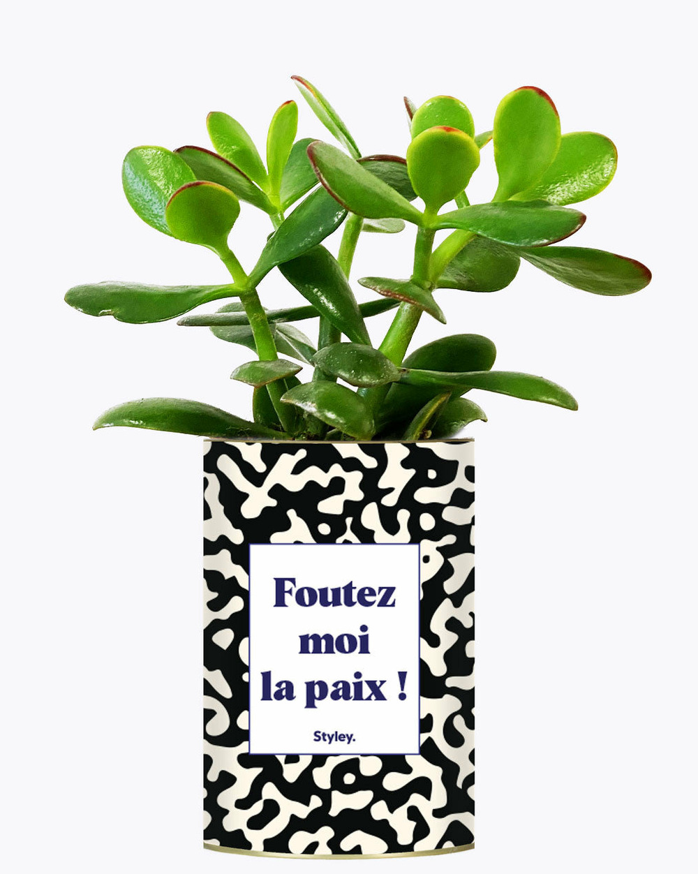 Plante drôle - foutez moi la paix - cactus