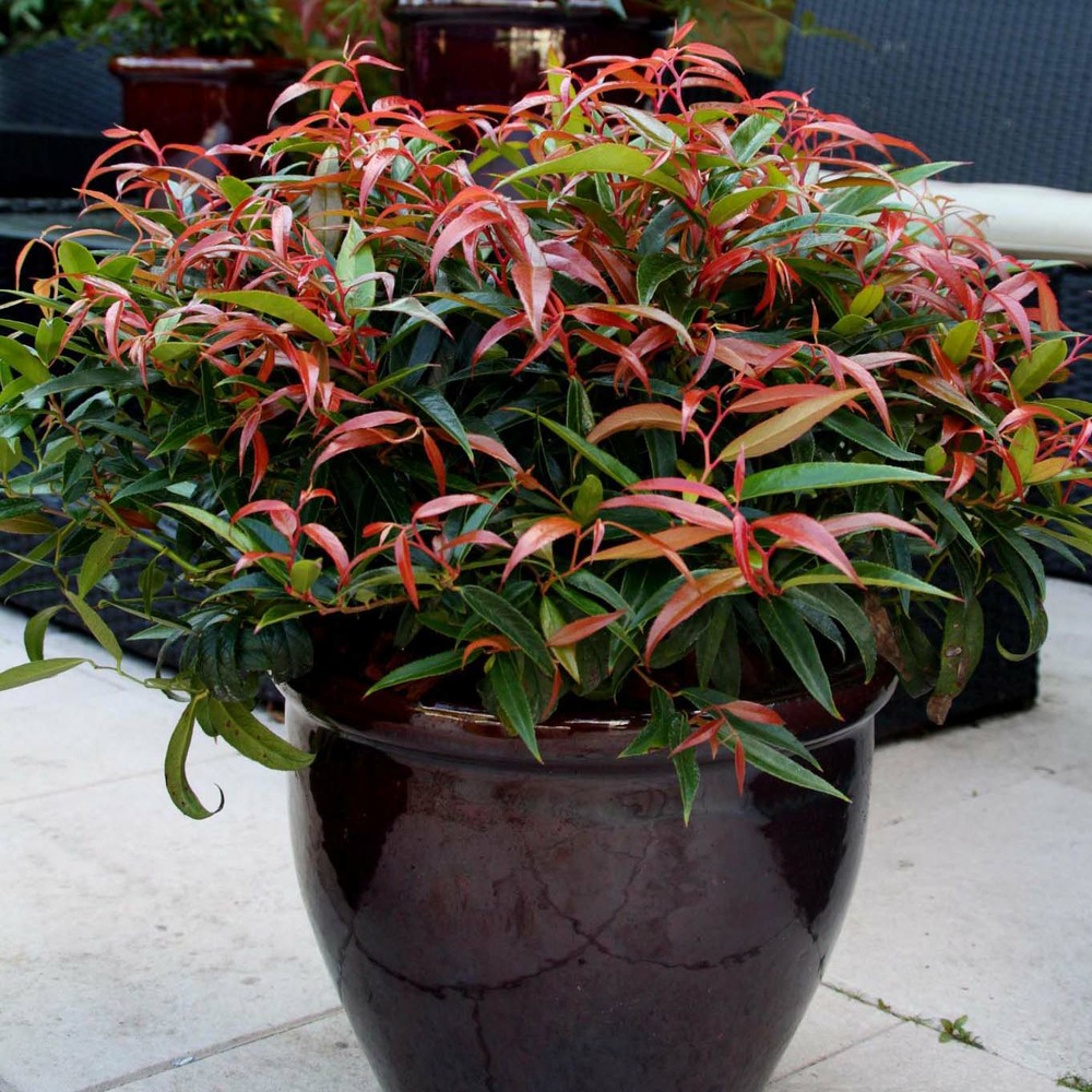 Leucothoe 'burning love' pot de 2l/3l