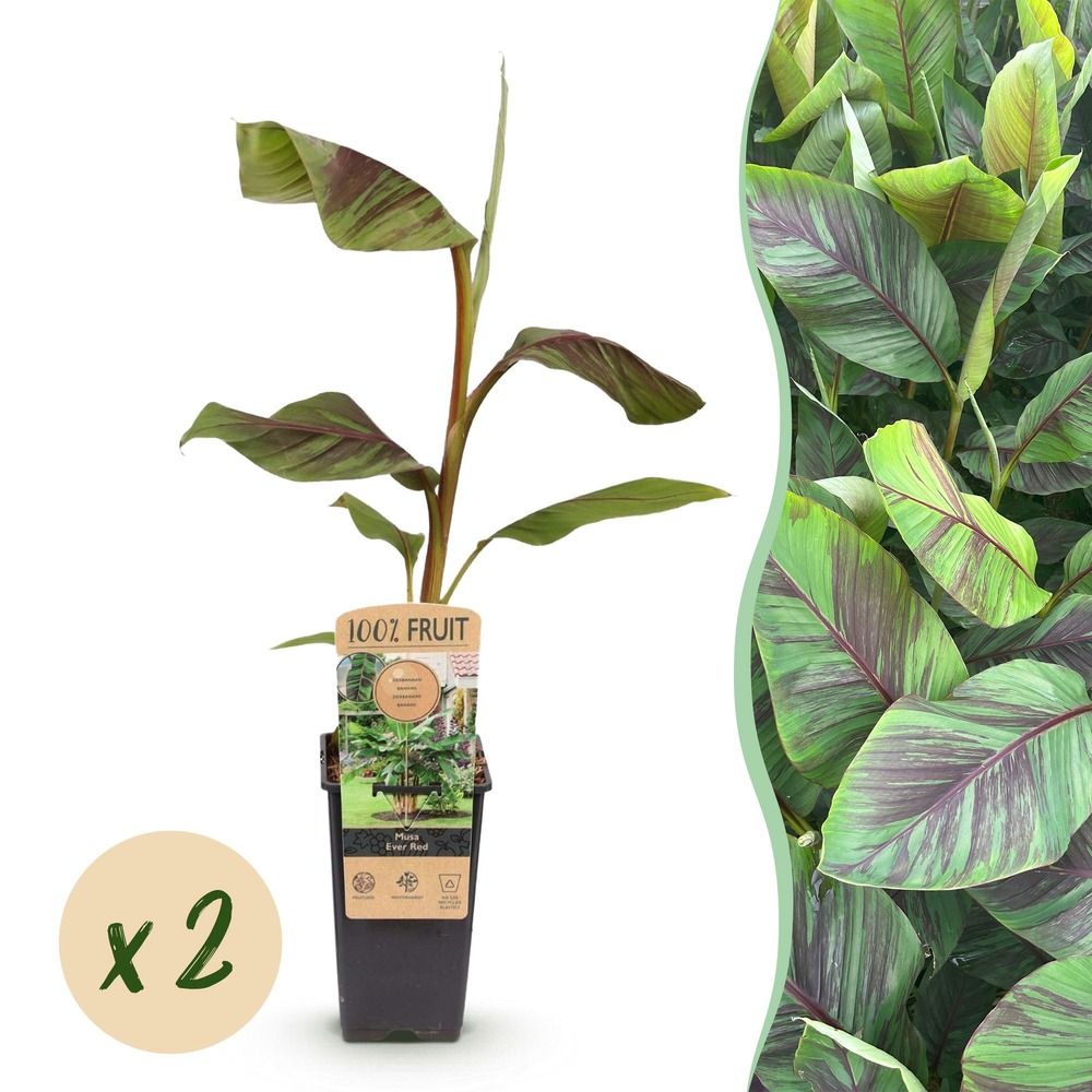 Bananier 'ever red' - pot 15 cm - hauteur 50 cm