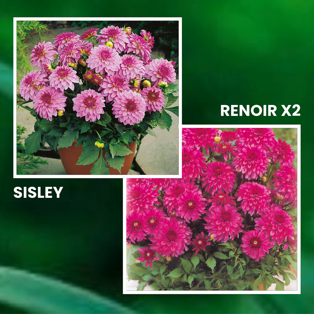 Offre dahlias gallery - 3 bulbes