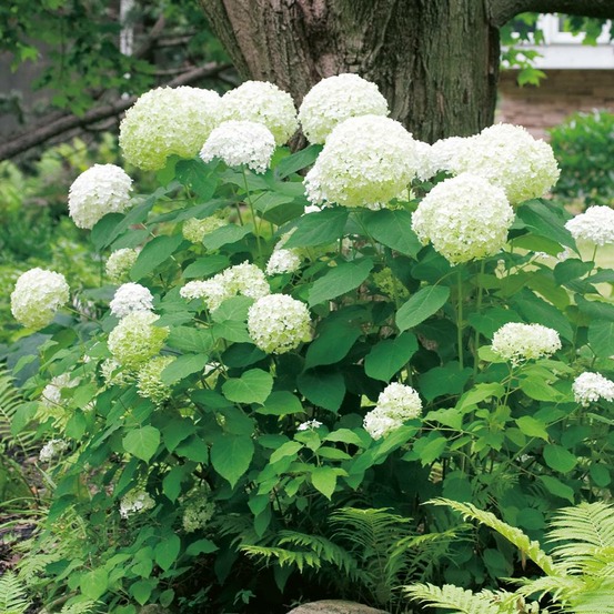 Hortensia annabelle - le godet