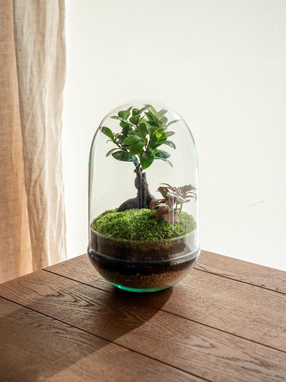 Terrarium - balangan
