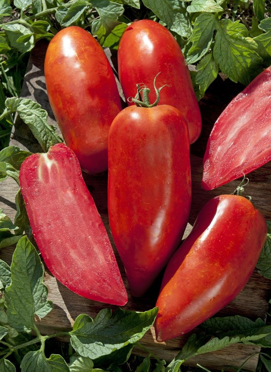 Tomate bellandine hf1 - 15 semences