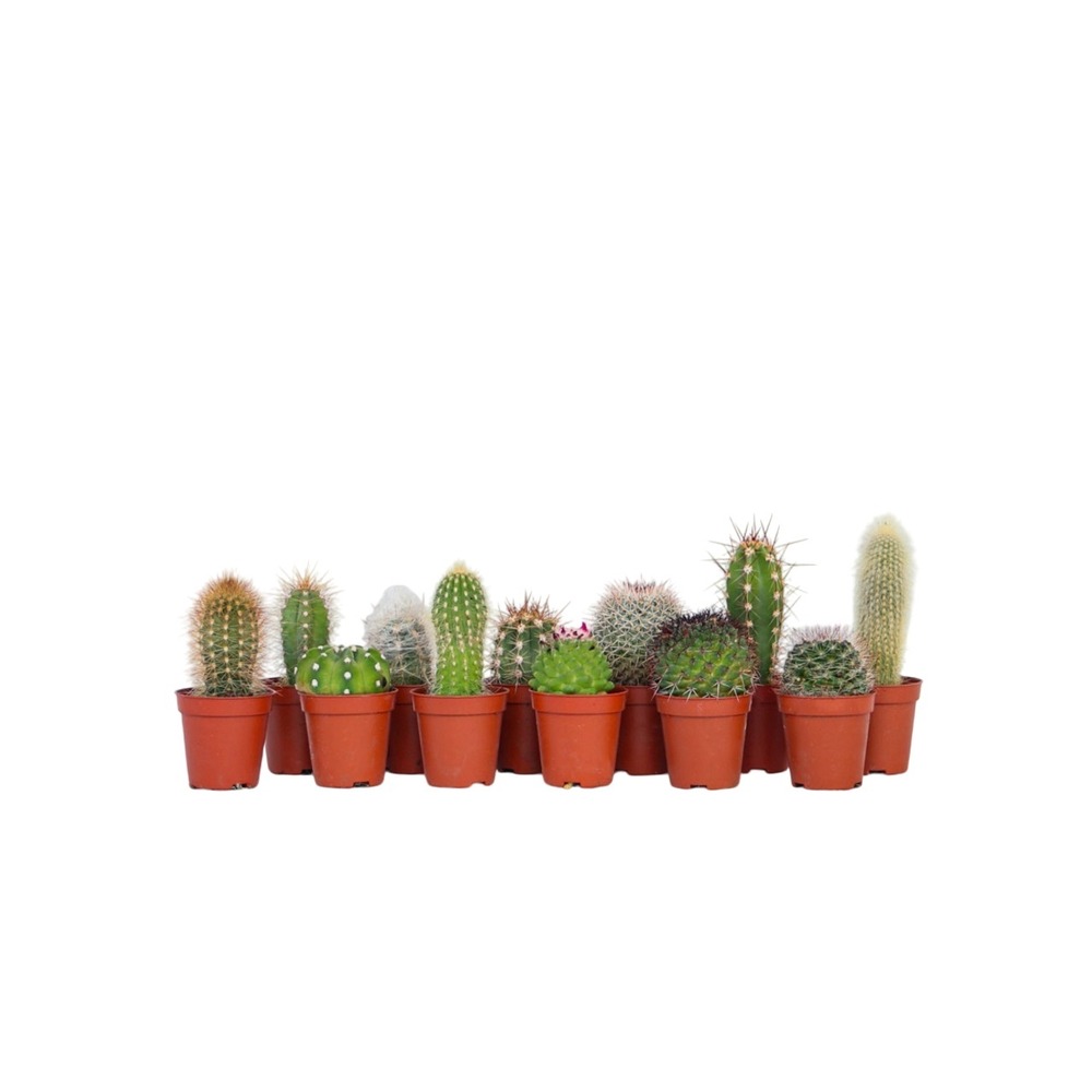 Mélange de mini cactus - set de 12 - cactus - hauteur 5-10cm - ⌀5,5cm