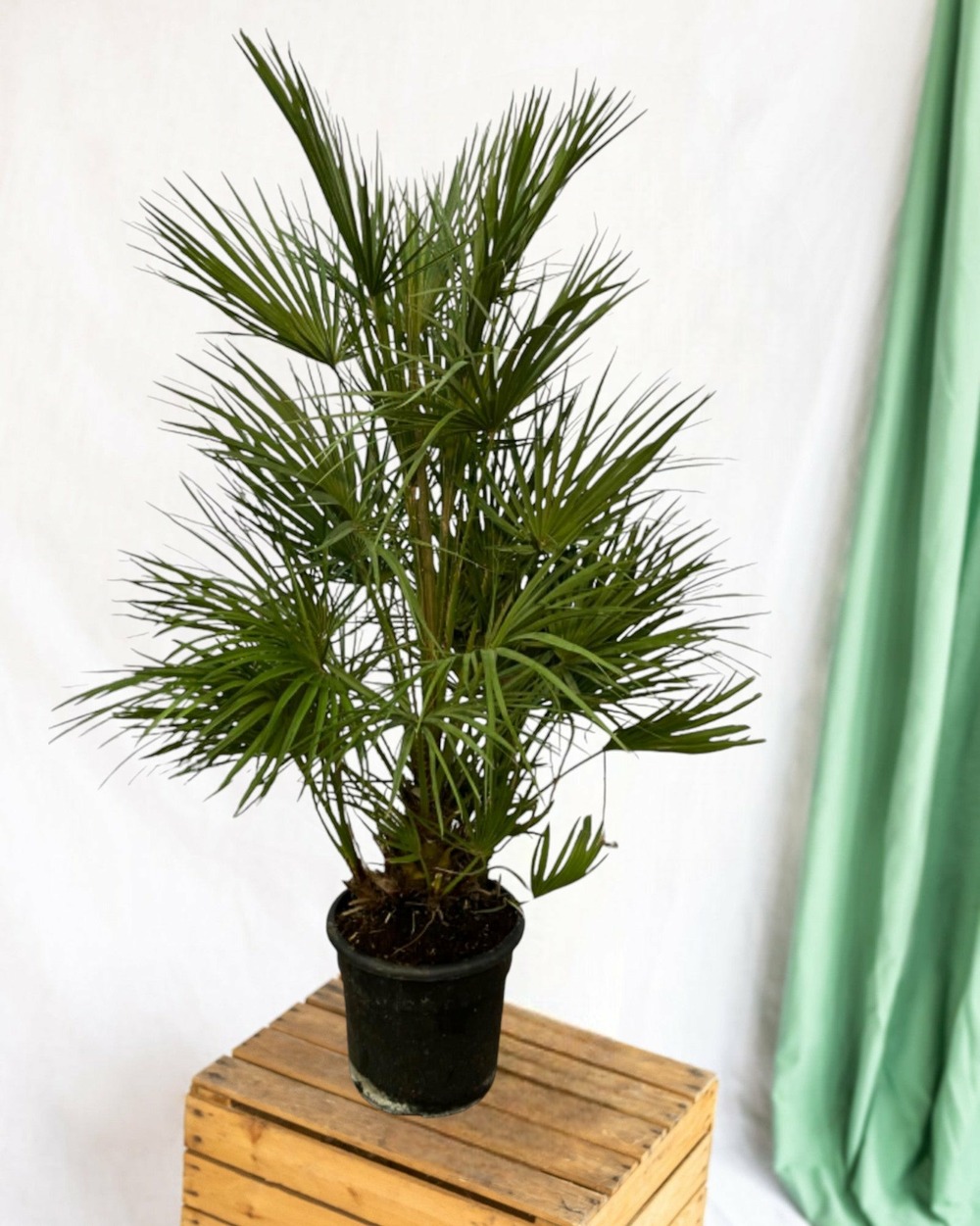 Chamaerops humilis 130cm - plante d'intérieur