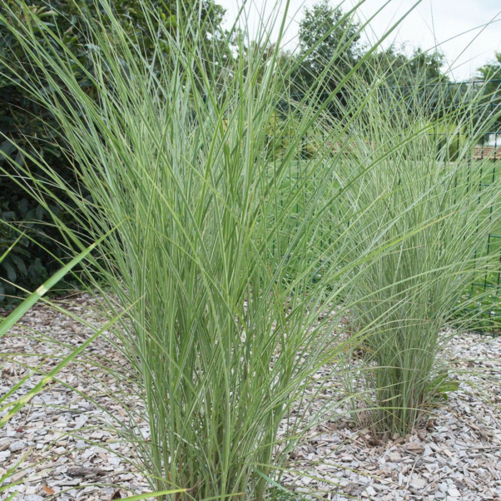 Miscanthus, roseau de chine gracillimus pot de 7,5l - 60/80 cm