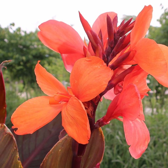 Canna 'angelique' bulbe calibre i (par 3)
