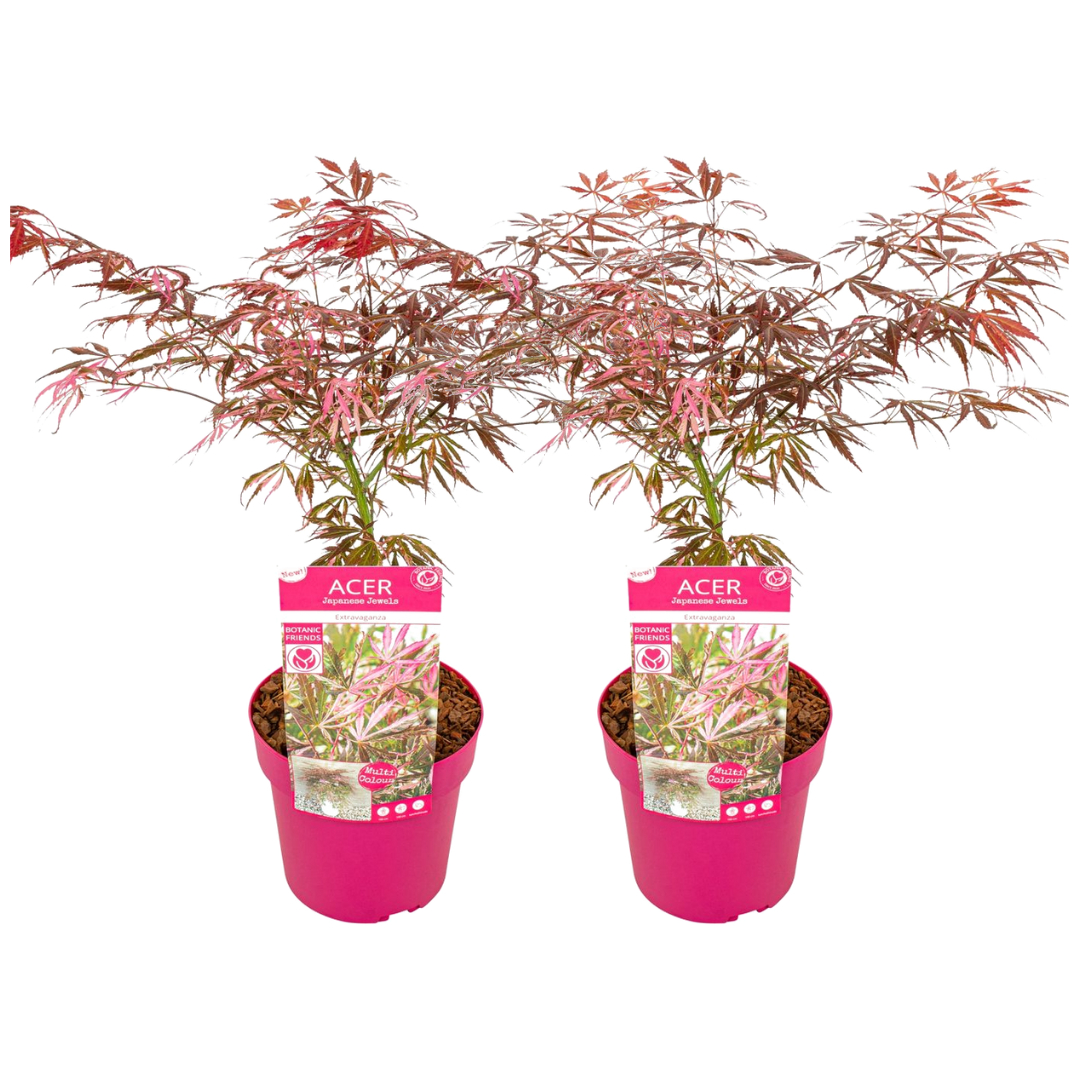 Acer palmatum 'extravaganza' - erable japonais - lot de 2 - rustique - plante de jardin - pot 19cm - hauteur 50-60cm
