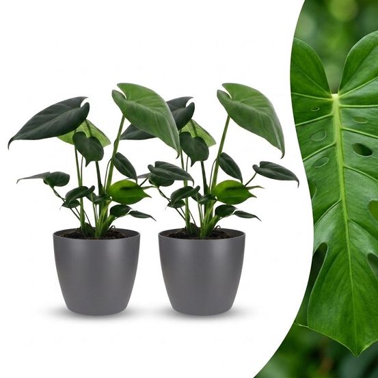 Monstera deliciosa - pot de 12cm - plantes d'intérieur