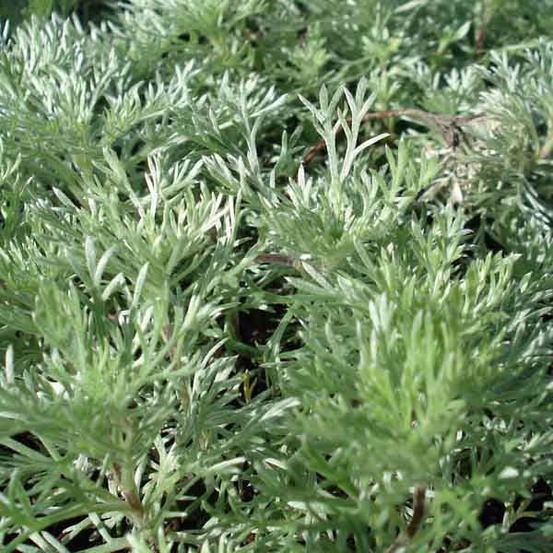 Artemisia schmidtiana 'nana' godet de 8/9 cm