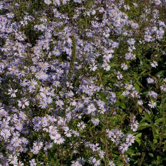 Aster à feuilles en coeur 'photograph' godet de 8/9 cm