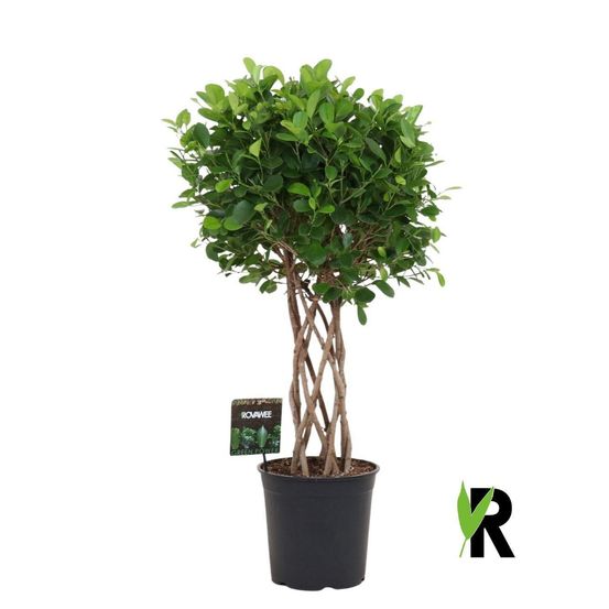 Ficus moclame tressé cilinder - h120 cm - ø27 cm