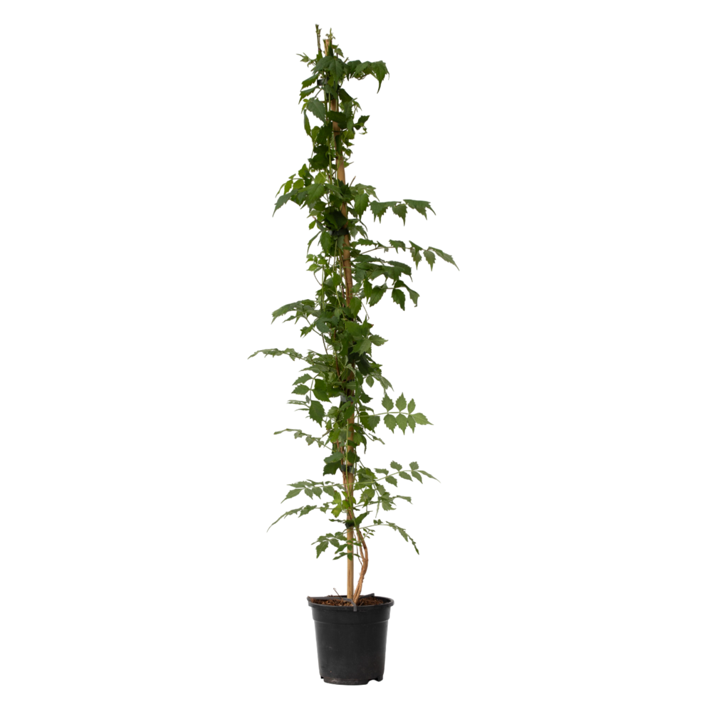Bignone à trompettes - campsis taglibuana 'mme galen' - h110-120cm - ⌀17cm
