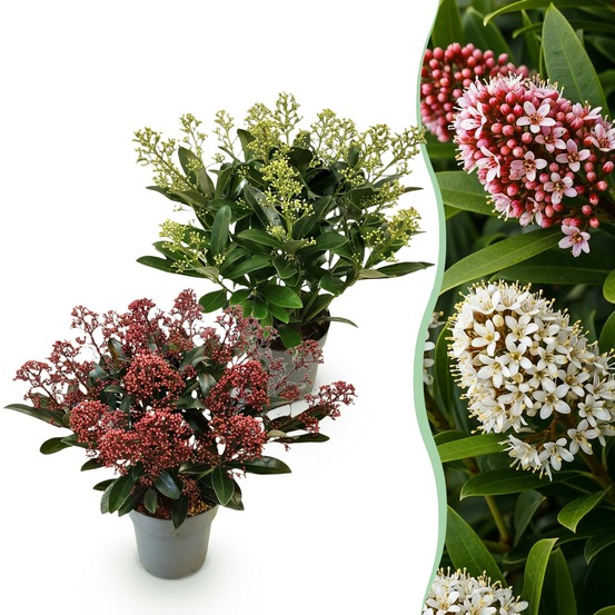 Skimmia japonica rubella & finchy – lot de 2 – pot 15 cm