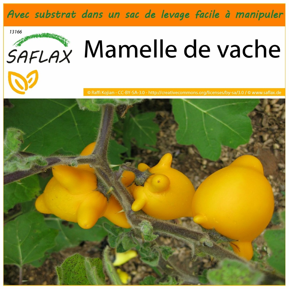 Garden in the bag - mamelle de vache - 10 graines - solanum mammosum