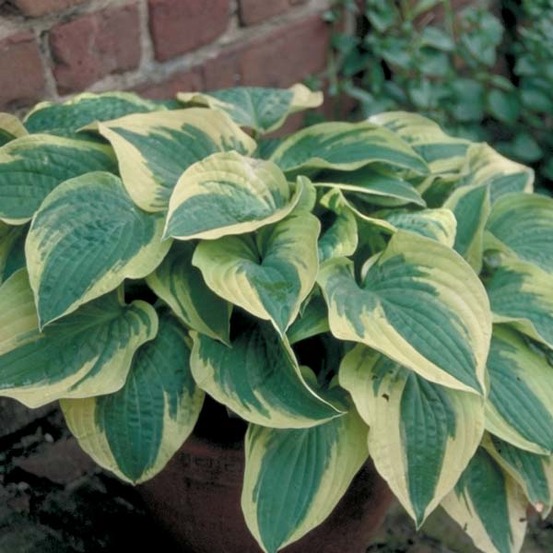 Hosta 'wide brim' godet de 8/9 cm