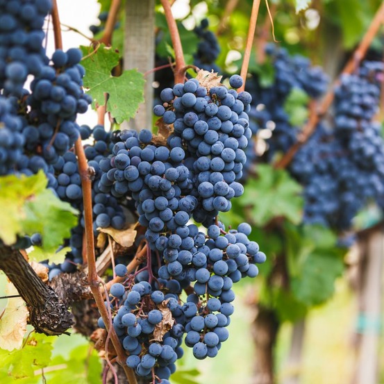 Vigne de raison bio x 3