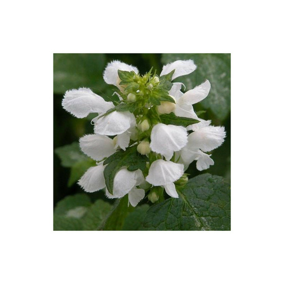 Lamier maculé album lot de 3 godets