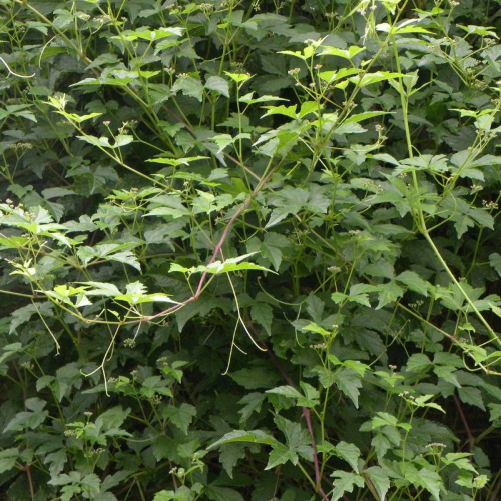 Vigne d'ornement aconitifolia pot de 1,5l - tuteur bambou 30/60 cm