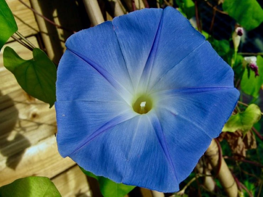 Sachet de graines de ipomée volubilis bleu ciel - sachet de 2,5 grammes - petite entreprise française
