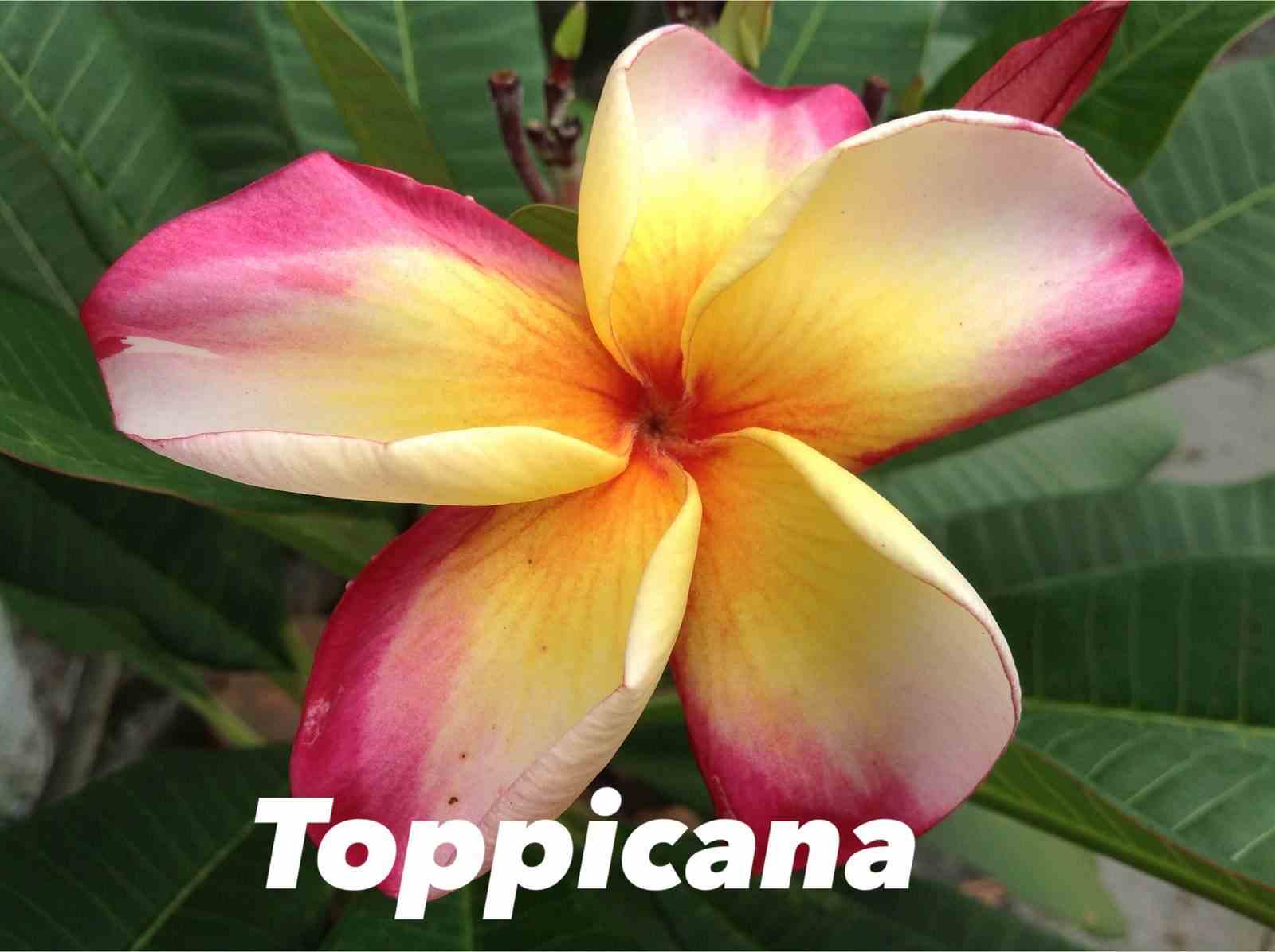 Plumeria rubra "toppicana" (frangipanier) taille pot de 2 litres ? 20/30 cm -   blanc/jaune/rose