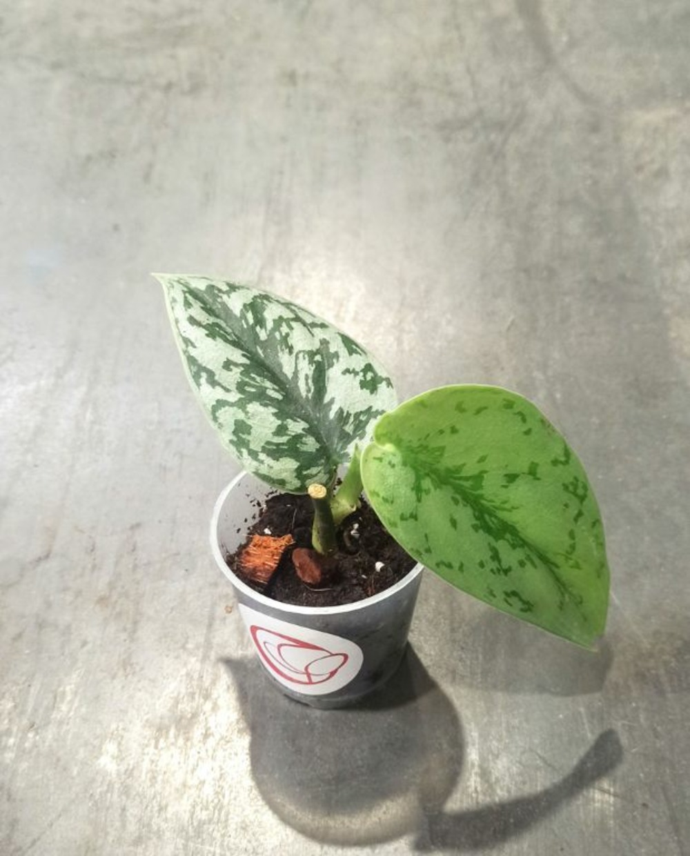 Scindapsus silver lady small d. 6cm h. 20cm - plante d'intérieur