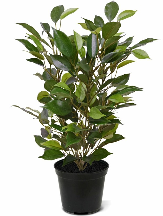 Ficus natacha plante artificielle 40cm en pot