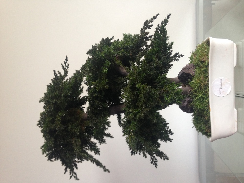 Bonsaï procumbens naturel stabilisé - arbre stabilisé - plante d'intérieur - 50 cm