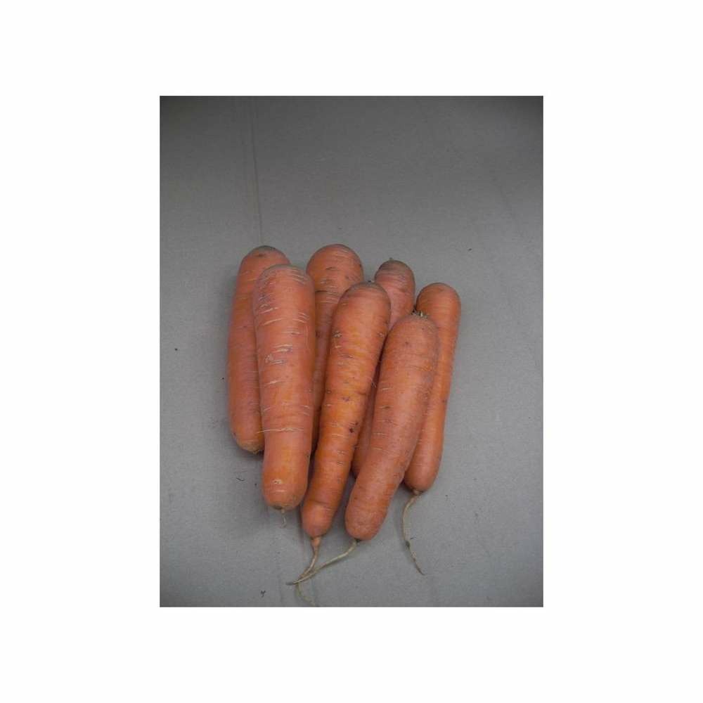 Carotte Hyb F1 SÃ©nior sachet blanc 1g