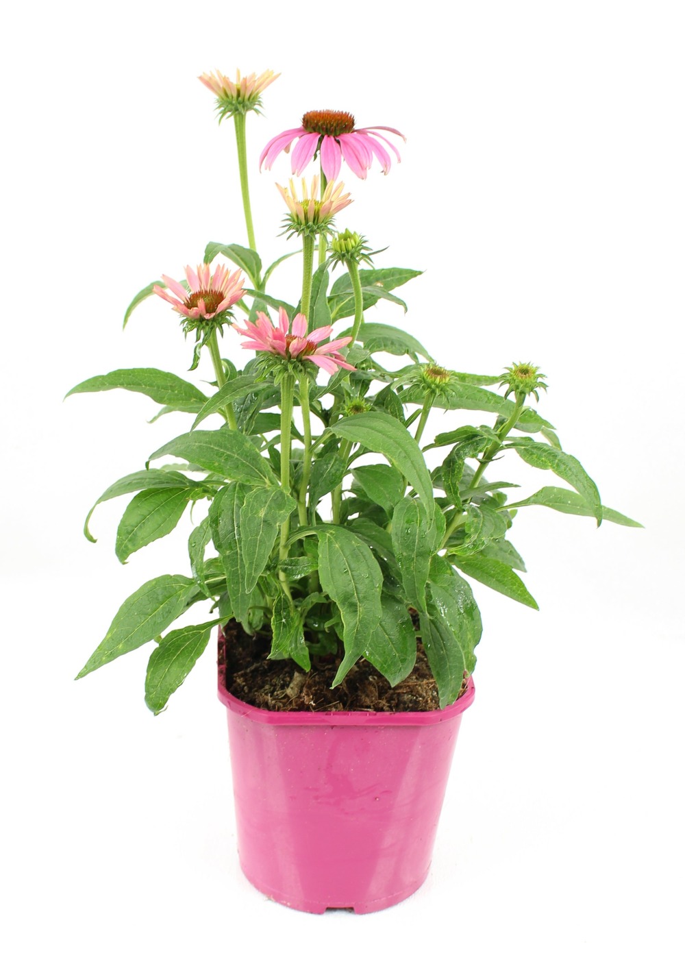 Echinacea purpurea (rudbeckia) pot 2 l