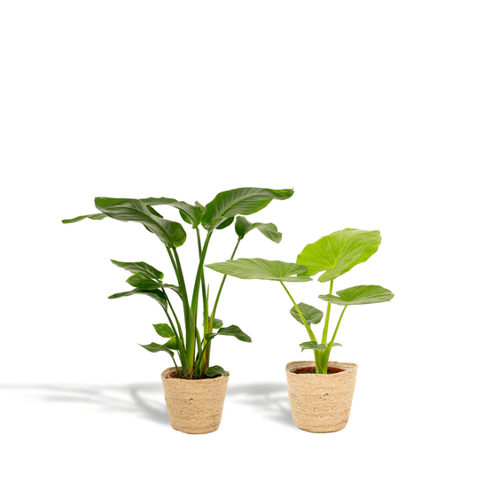 Strelitzia nicolai - + alocasia macrorrhiza - + panier selin