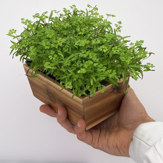 Graines de micro pousses de cerfeuil