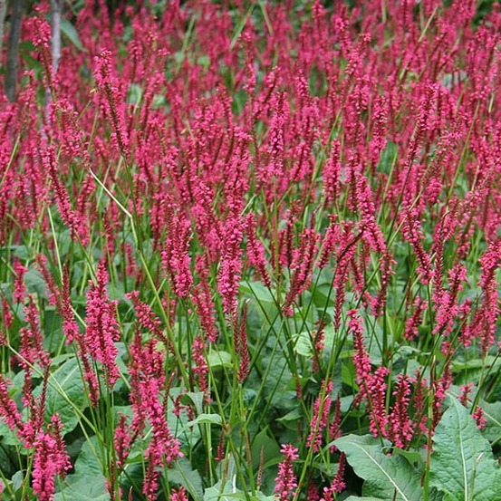6 x persicaire, renouée 'red baron' - persicaria amplexicaulis 'red baron' - godet 9cm x 9cm