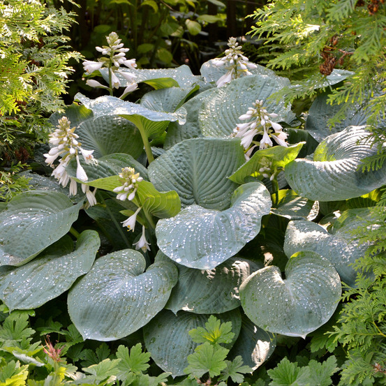 Hosta 'blue angel' pot de 1,5l/2l
