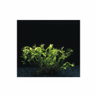 Plante aquatique : Microsorium Pteropus Windelov en pot